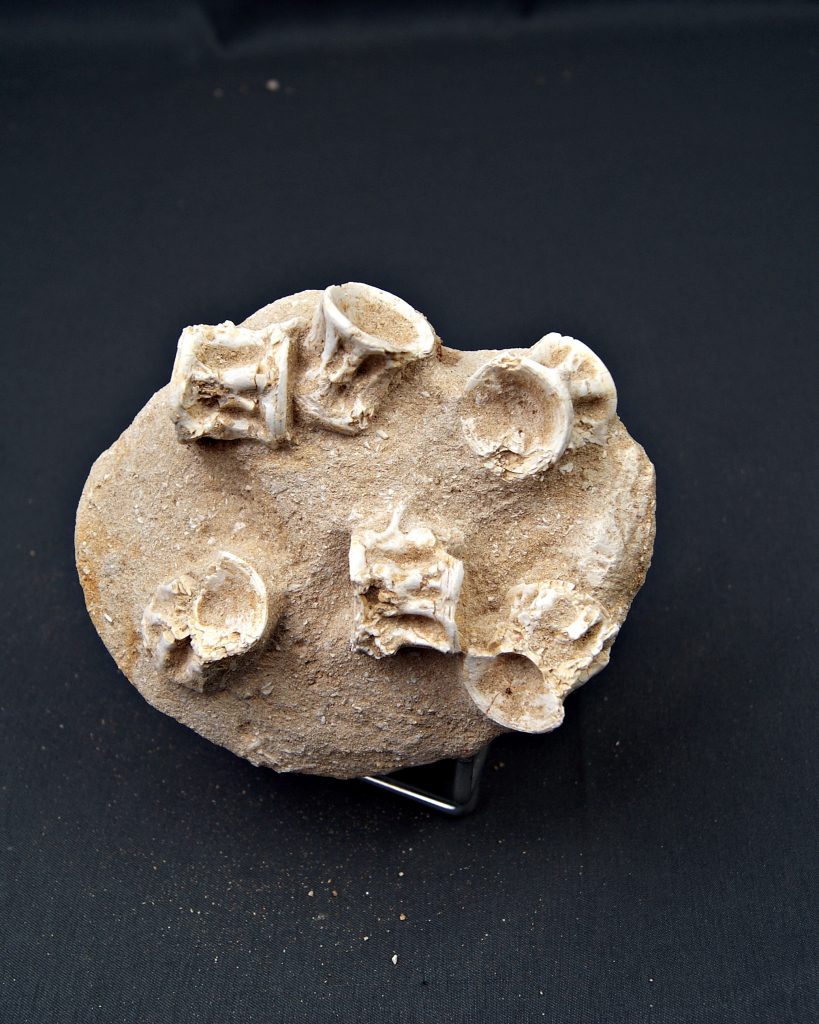 Esqueleto parcial de Enchodus lybicus