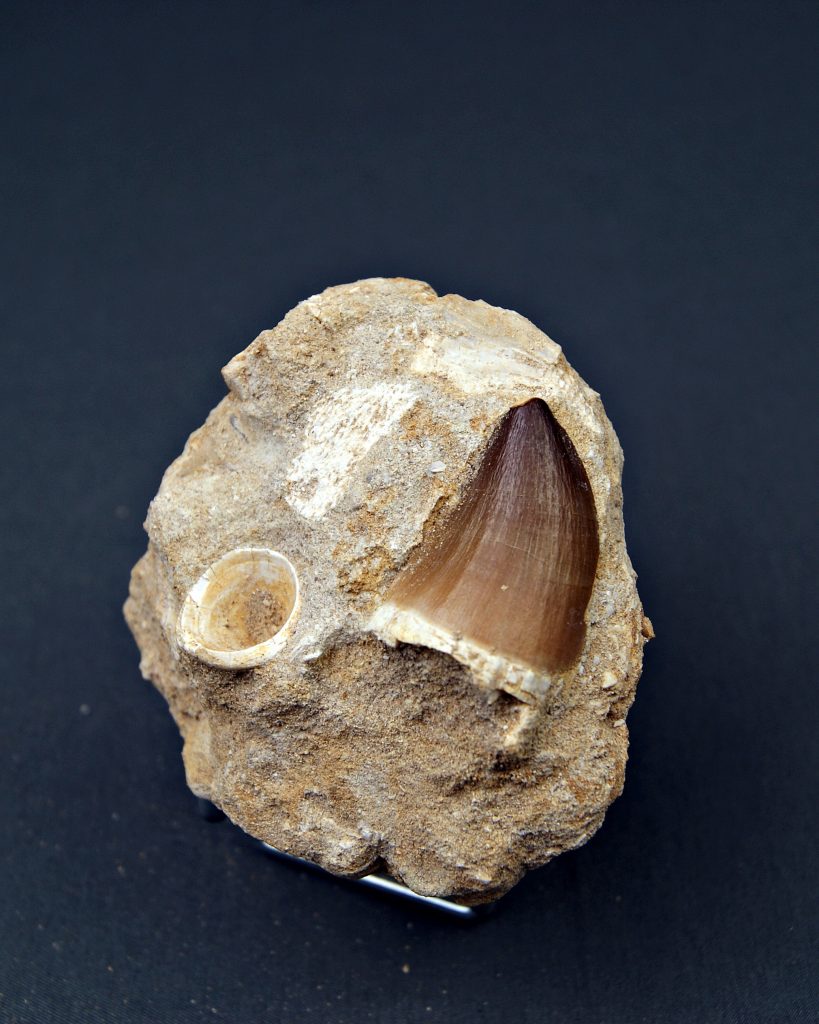 Matriz con Thalassotitan + vertebra