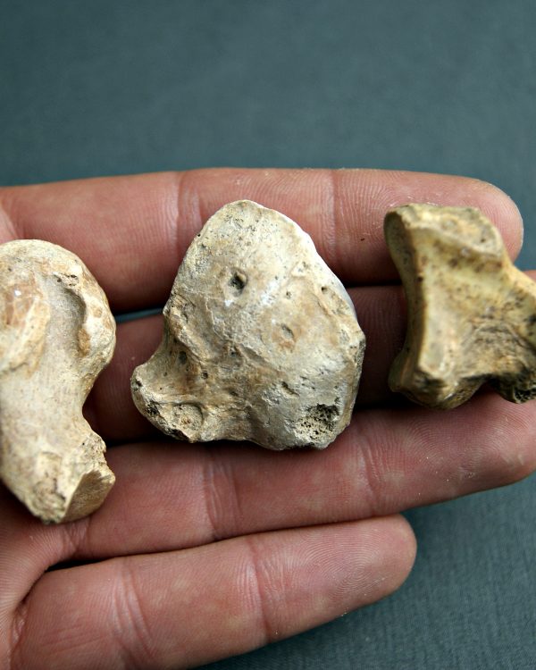 Huesos de zarpa de Ursus