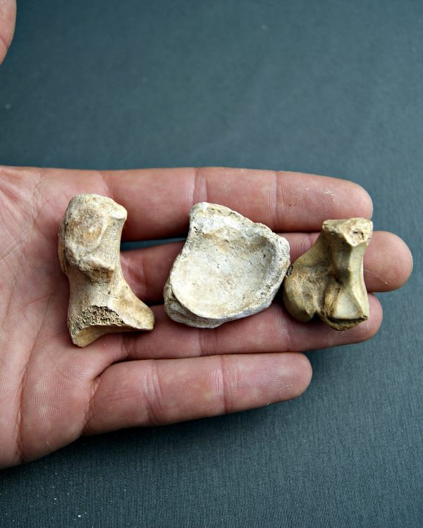 Huesos de zarpa de Ursus