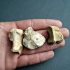 Huesos de zarpa de Ursus