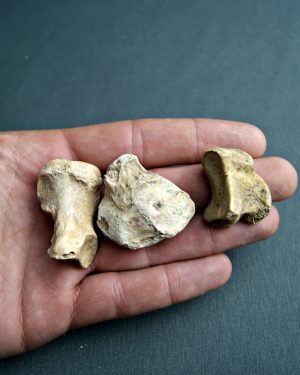 Huesos de zarpa de Ursus