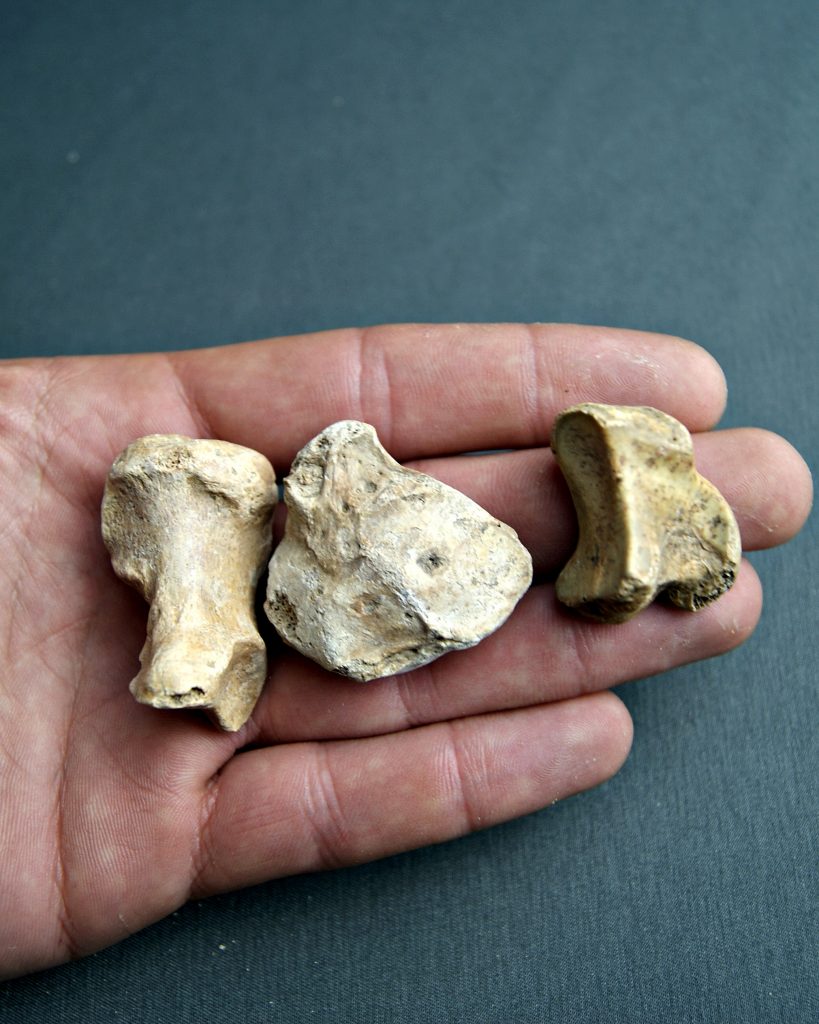 Huesos de zarpa de Ursus