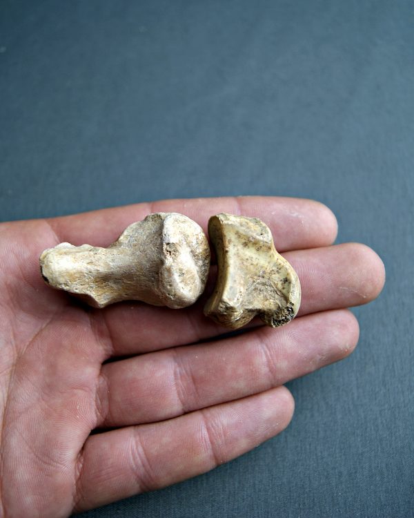 Huesos de zarpa de Ursus