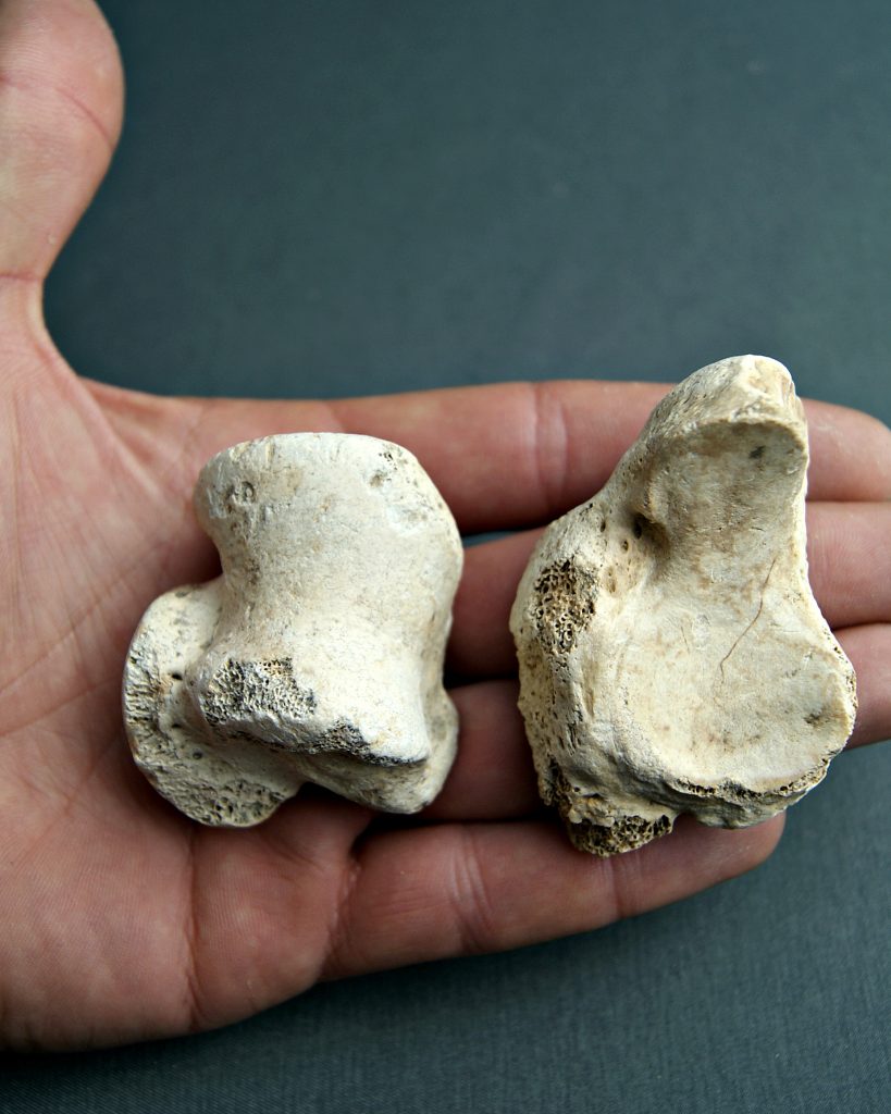huesos zarpa de oso de las cavernas