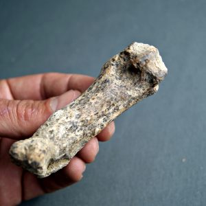 Falange de oso de las cavernas