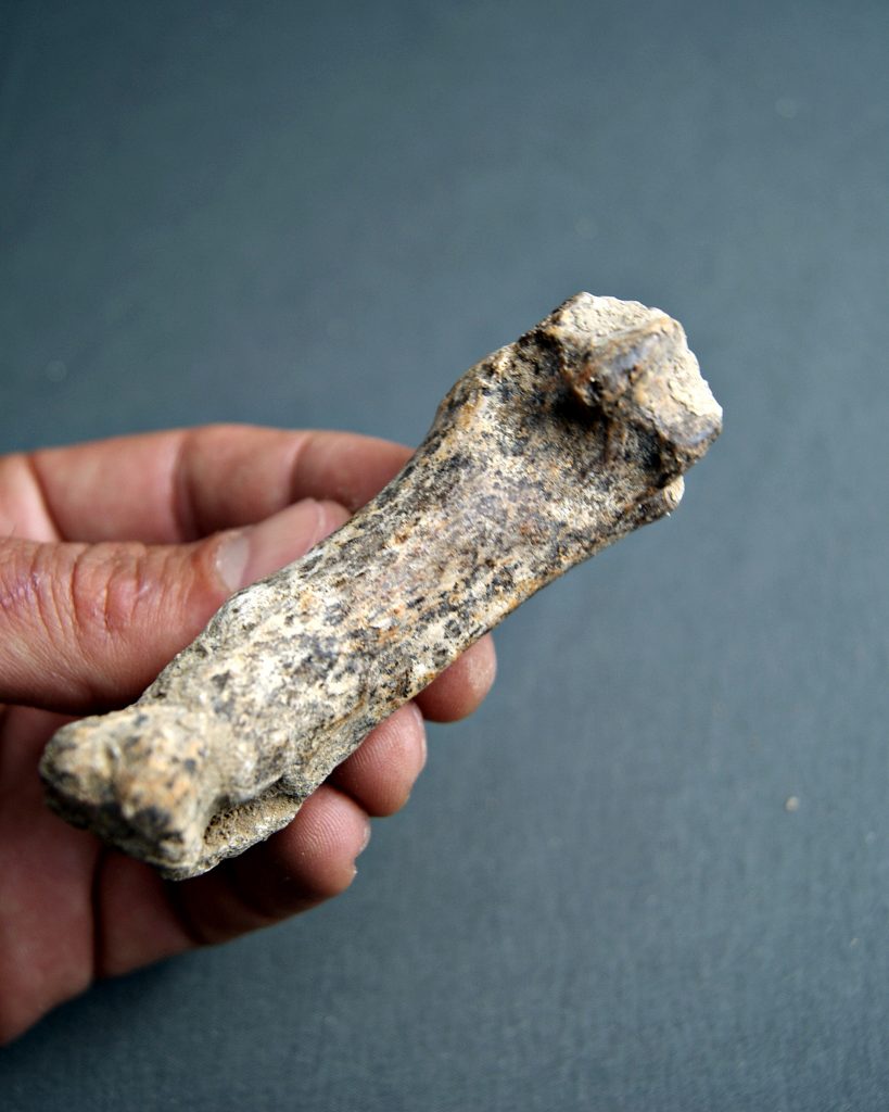 Falange de oso de las cavernas