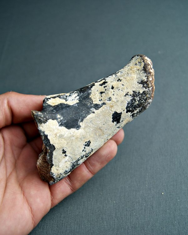 Fragmento de vértebra de megafauna