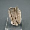 Raíz parcial de molar de Mammuthus