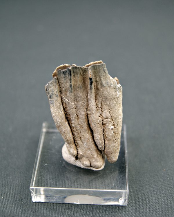 Raíz parcial de molar de Mammuthus