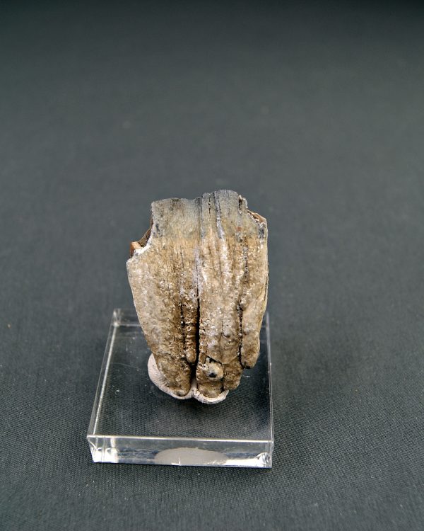 Raíz parcial de molar de Mammuthus