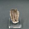 Raíz parcial de molar de Mammuthus