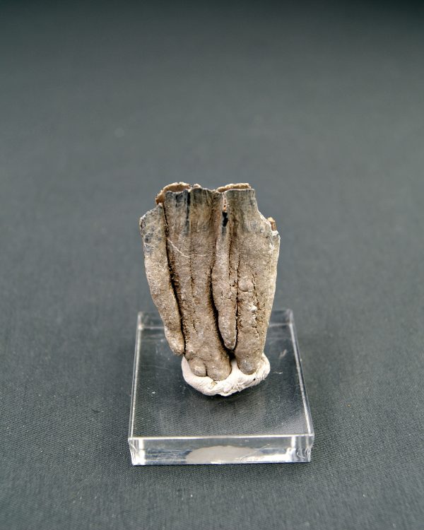 Raíz parcial de molar de Mammuthus