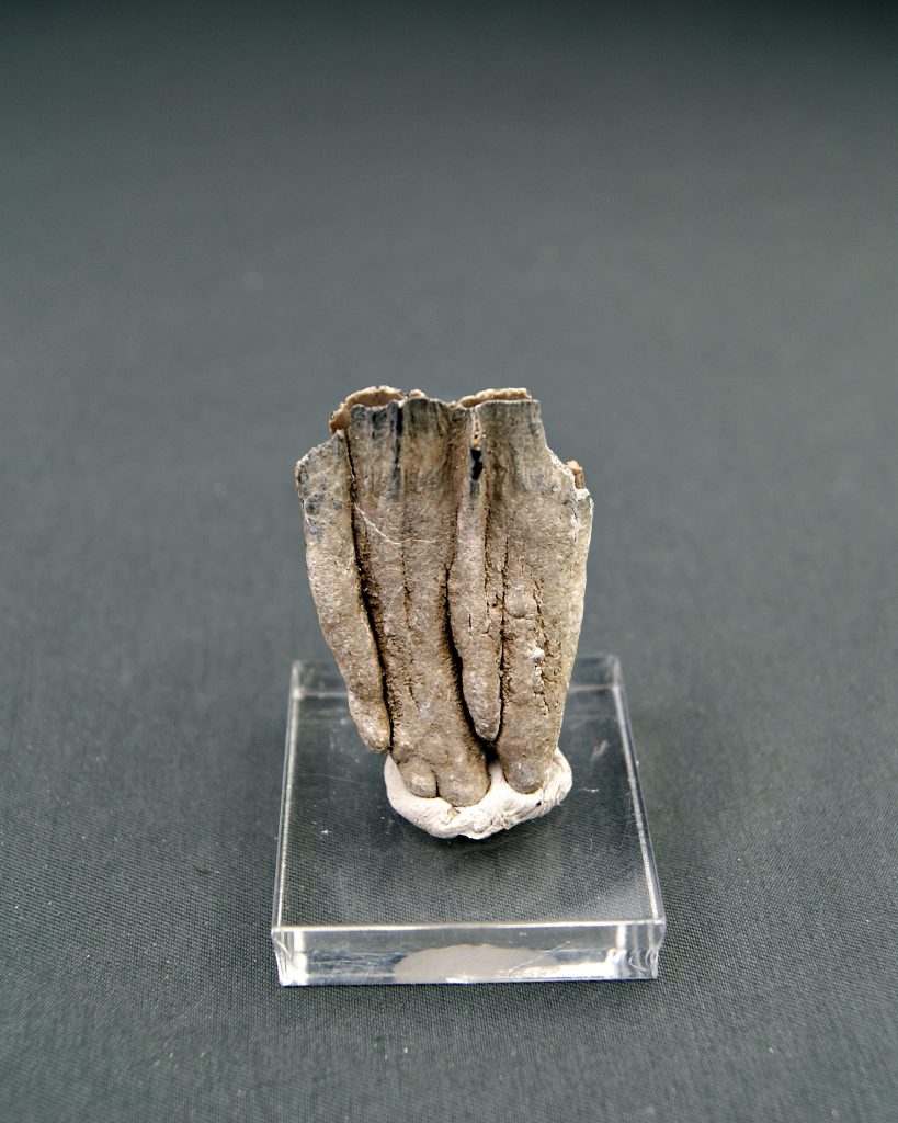 Raíz parcial de molar de Mammuthus