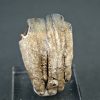 Raíz parcial de molar de Mammuthus