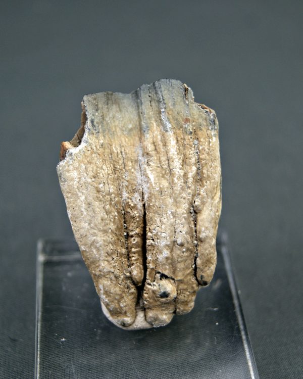 Raíz parcial de molar de Mammuthus