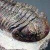 Trilobite Phacops noir