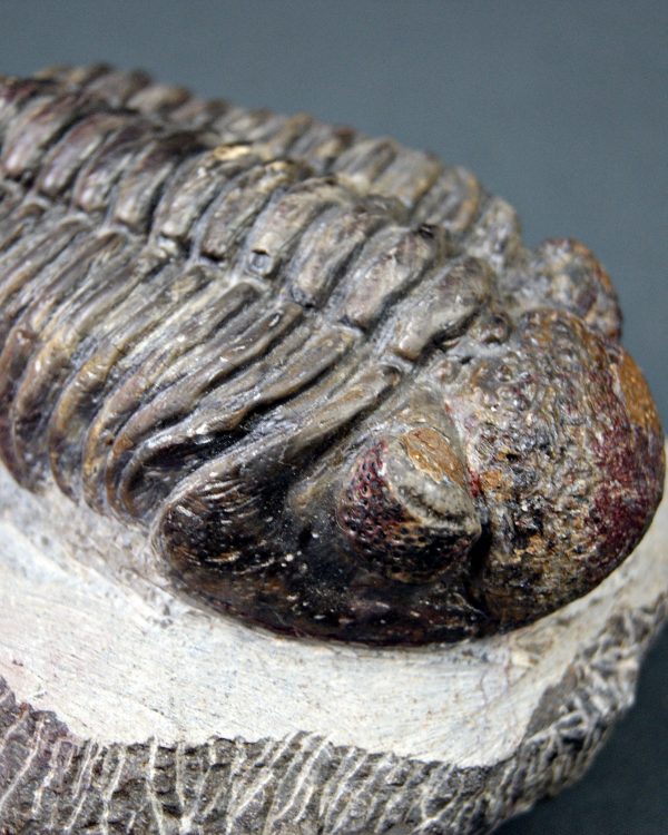 Trilobite Phacops noir