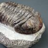 Trilobite Phacops noir