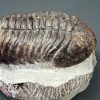 Trilobite Phacops noir