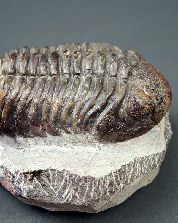Trilobite Phacops noir