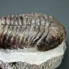 Trilobite Phacops noir