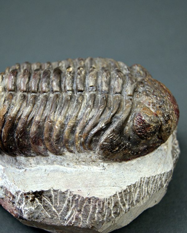 Trilobite Phacops noir