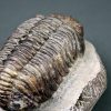 Trilobite Phacops noir