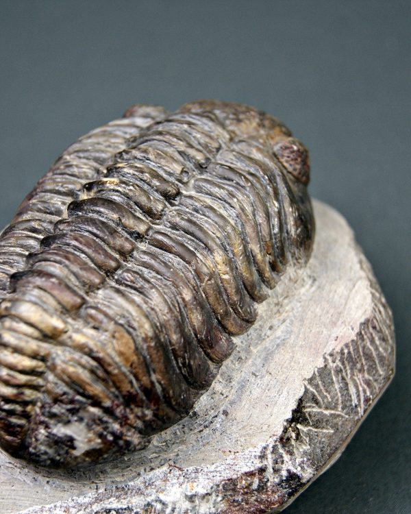 Trilobite Phacops noir