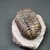 Trilobite Phacops noir