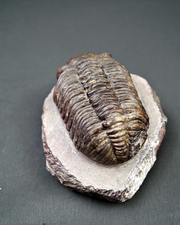 Trilobite Phacops noir
