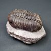 Trilobite Phacops noir