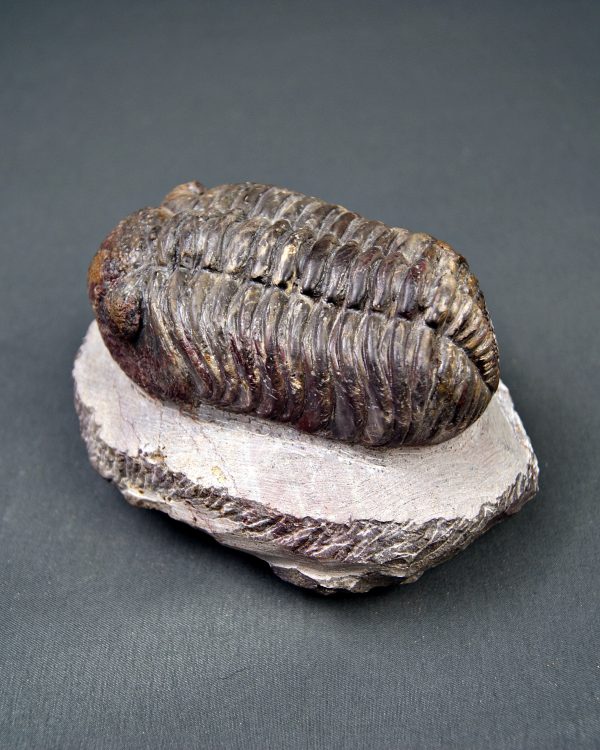Trilobite Phacops noir