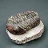 Trilobite Phacops noir