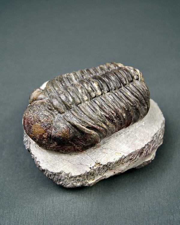 Trilobite Phacops noir