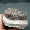 Trilobite Phacops noir