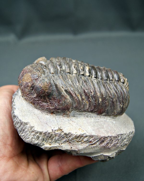 Trilobite Phacops noir