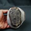 Trilobite Phacops noir