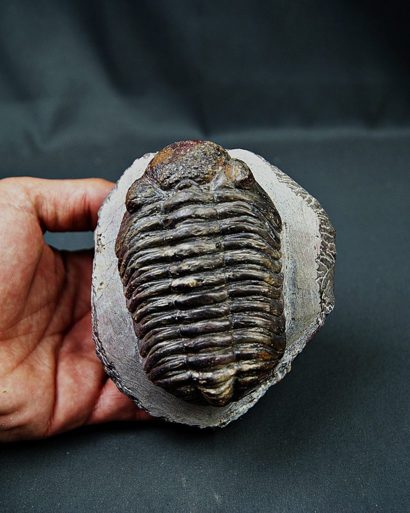 Trilobite Phacops noir