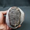 Trilobite Phacops noir