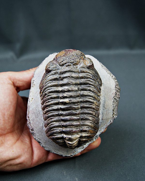 Trilobite Phacops noir