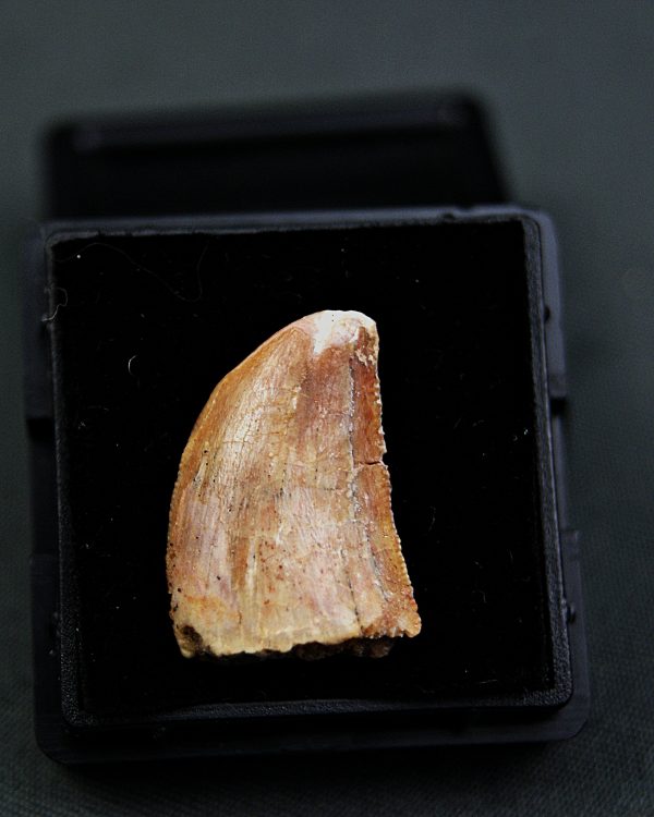 Paleosauriofossil Carcharodontosaurus saharicus
