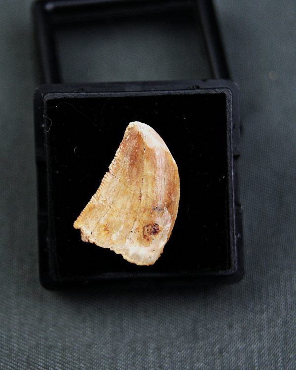 Paleosauriofossil Carcharodontosaurus saharicus