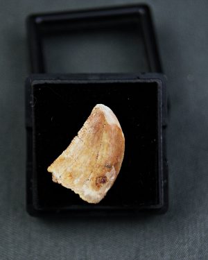 Paleosauriofossil Vista frontal