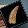 Paleosaruiofossil Deltadromeus agilis