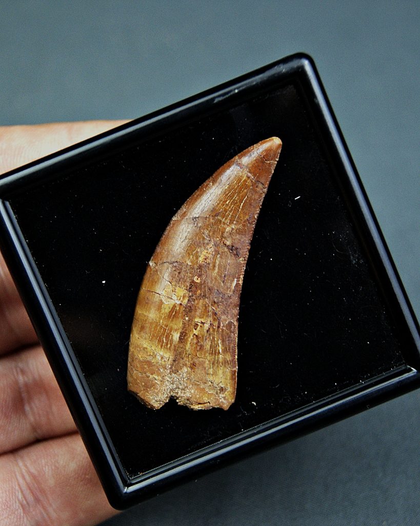Deltadromeus agilis