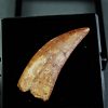 Paleosaruiofossil Deltadromeus agilis