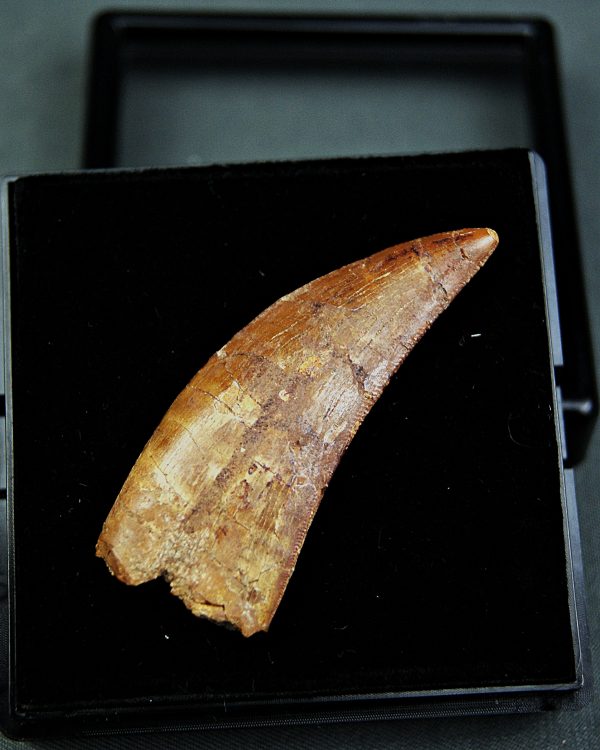 Paleosaruiofossil Deltadromeus agilis