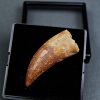 Paleosaruiofossil Deltadromeus agilis