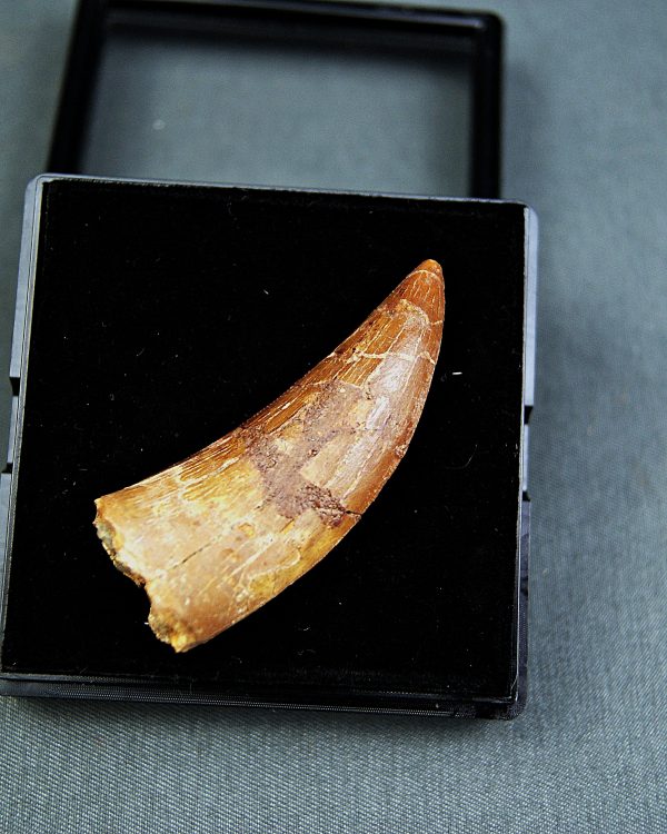 Paleosaruiofossil Deltadromeus agilis